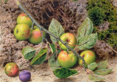 Apples on a Branch by John Sherrin